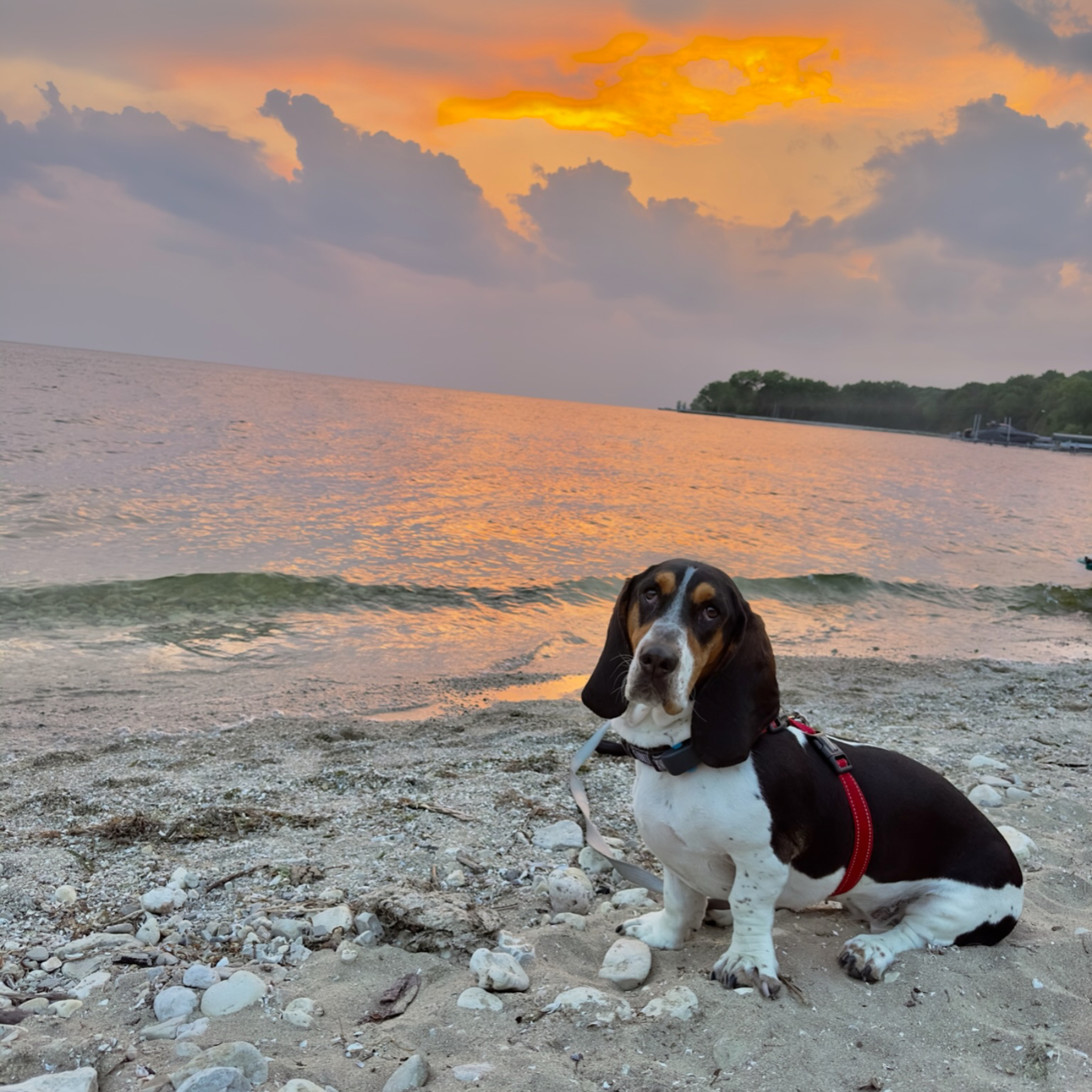2023 was the year of travel for our dog Winona. She made it to 4 states and even Canada! Here she is pictured in Wisconsin on Sturgeon Bay.