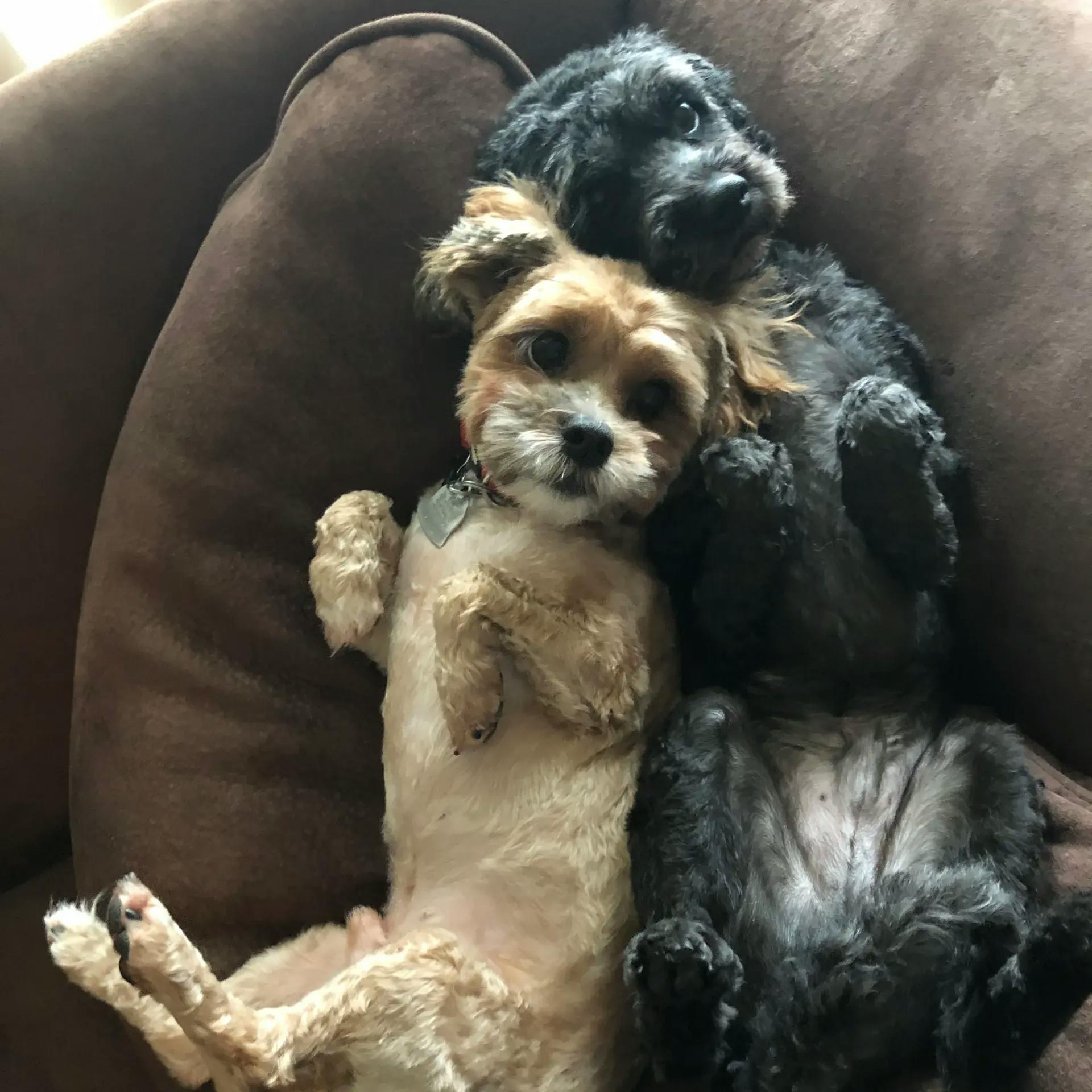 My sweet pups, Tucker and Winston! 