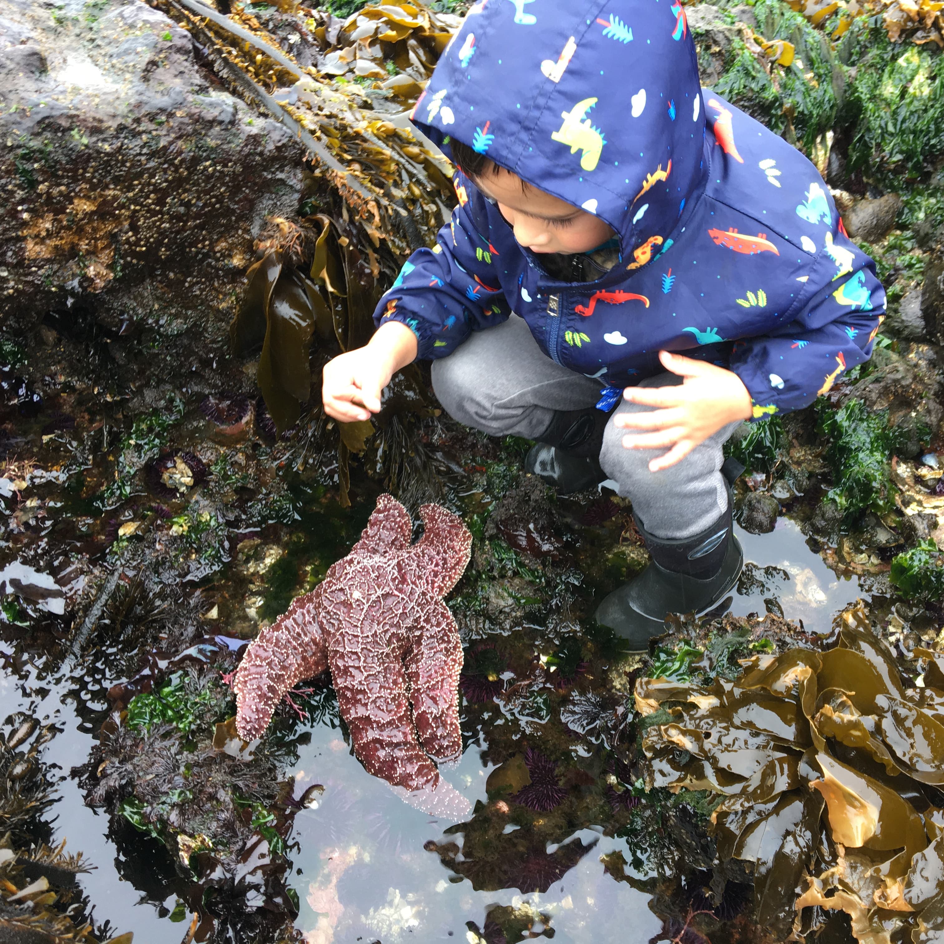 You never know what treasures you’ll find in the tide pools!