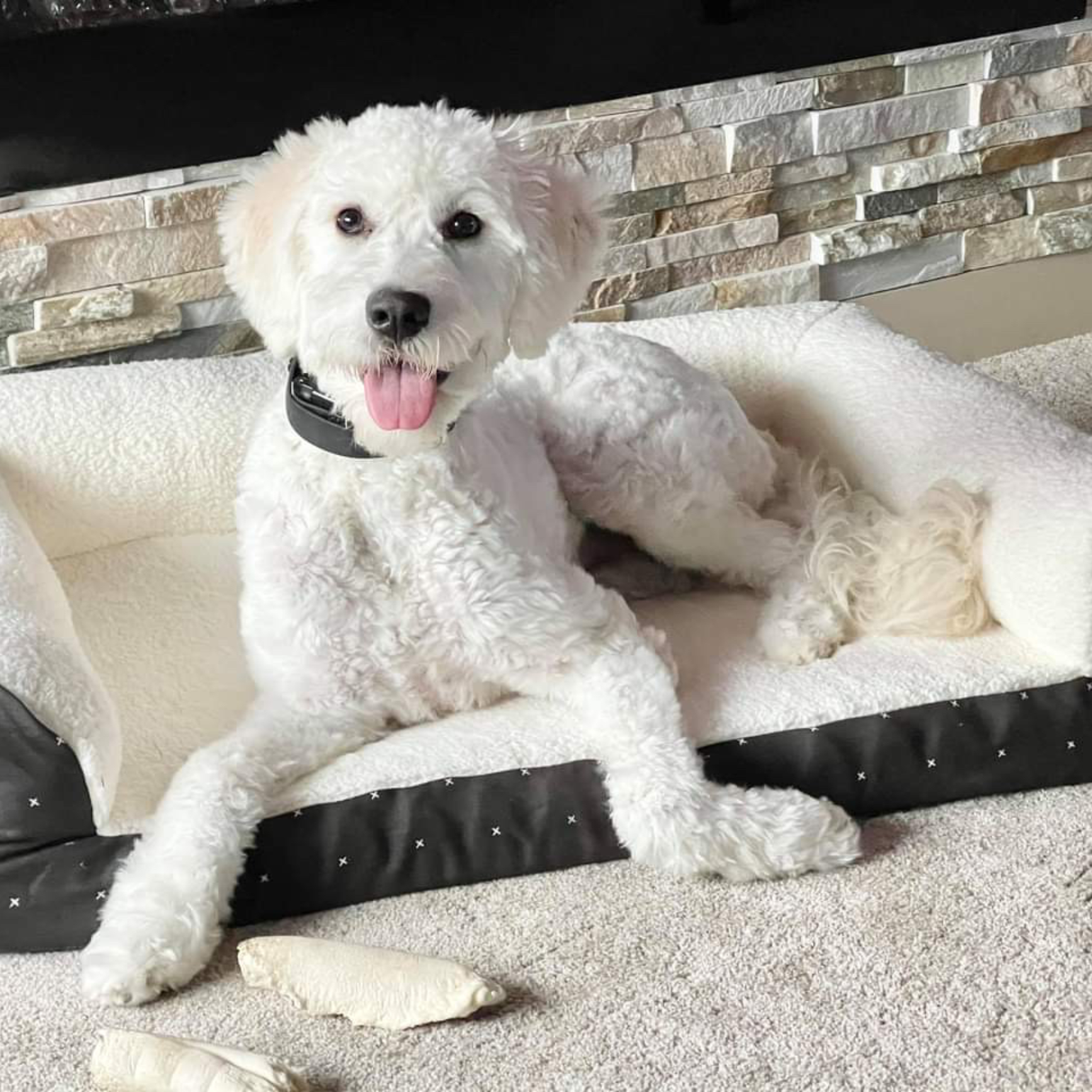 This is Ranger. He is our golden-doodle. He's so well trained that he's flown with us to Canada before!