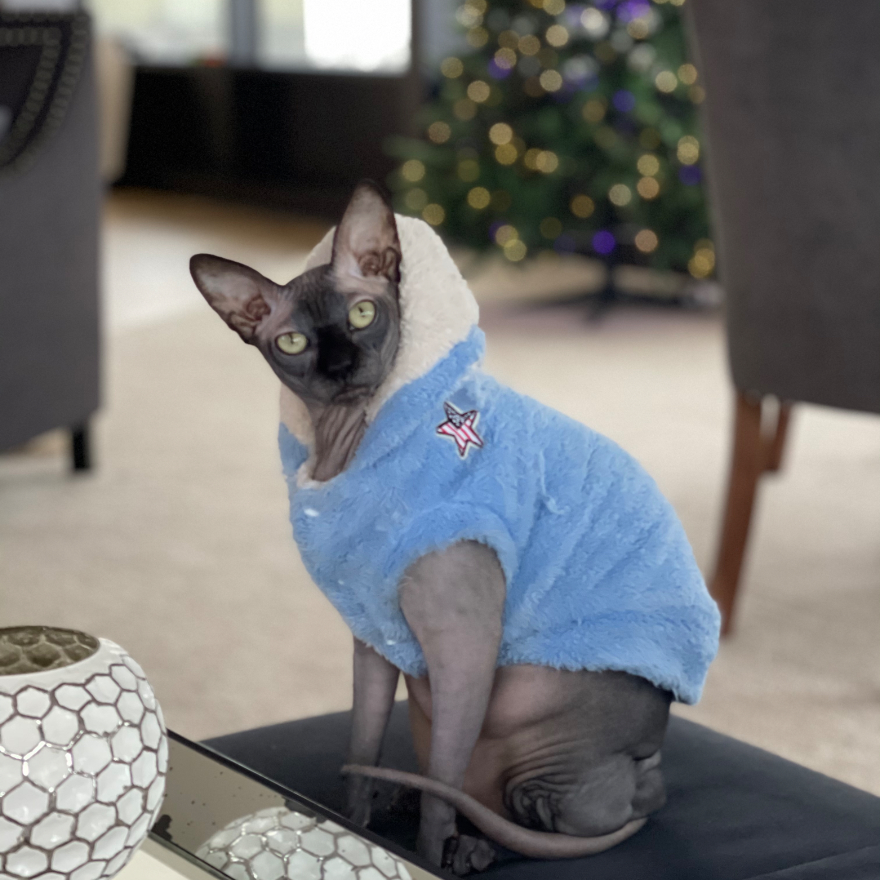 This is Dodger. He is a Sphynx cat who is clearly into fashion.