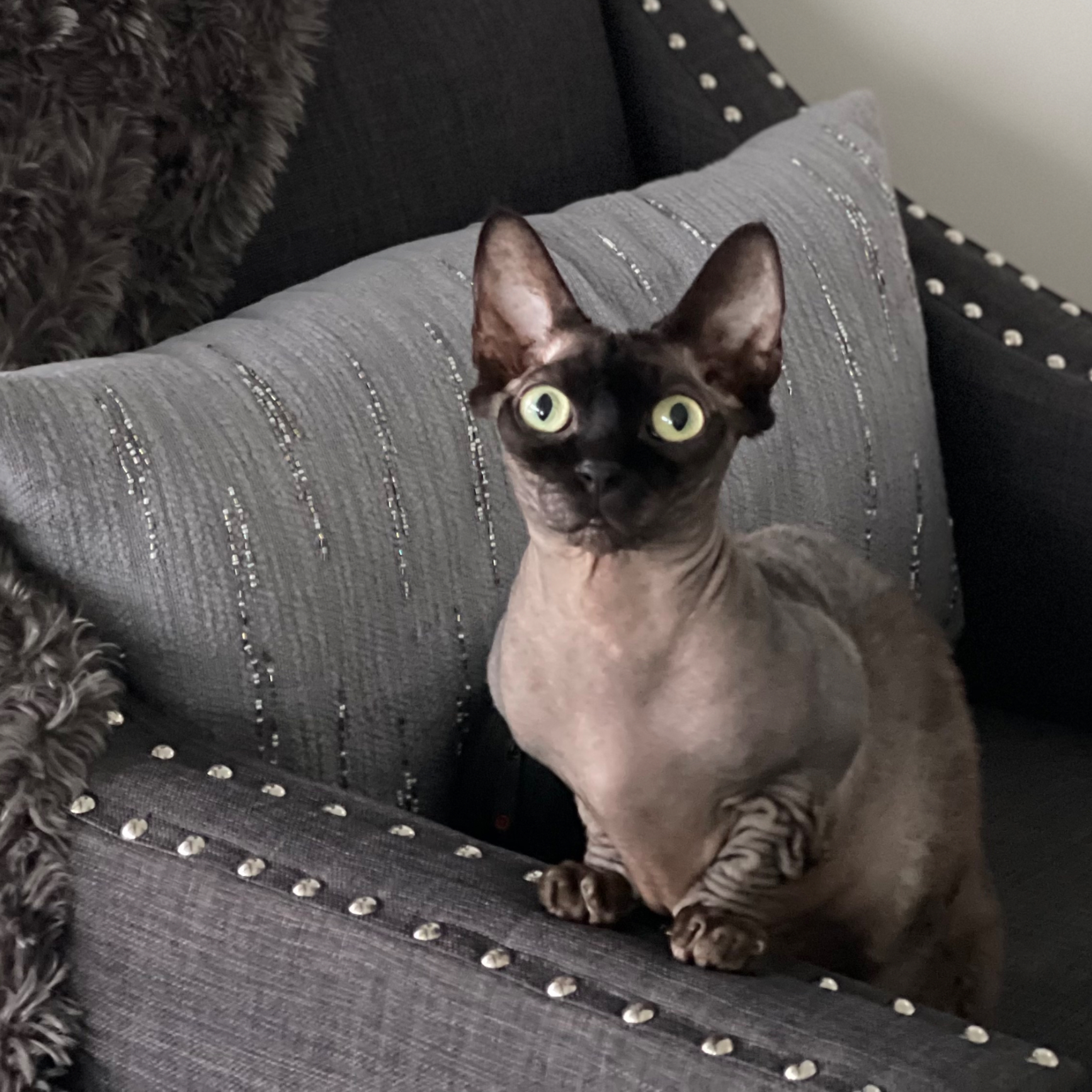 This is Tank. He is a dwarf-Sphynx cat (sometimes called a Bambino). This little potato can do no wrong.