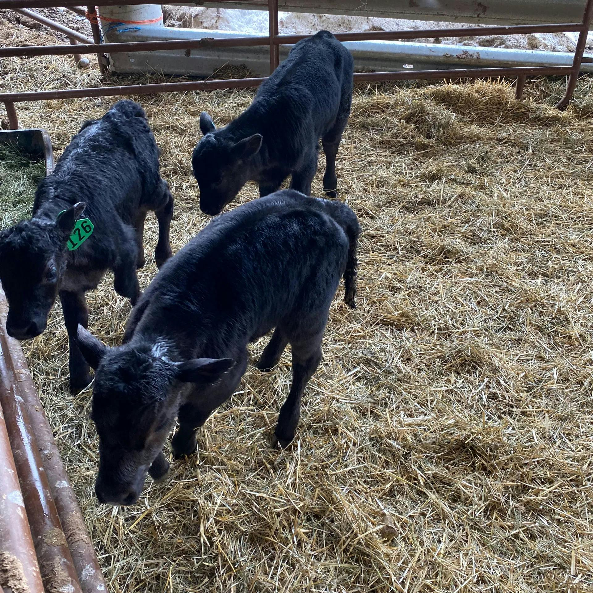 Some of our baby calves!