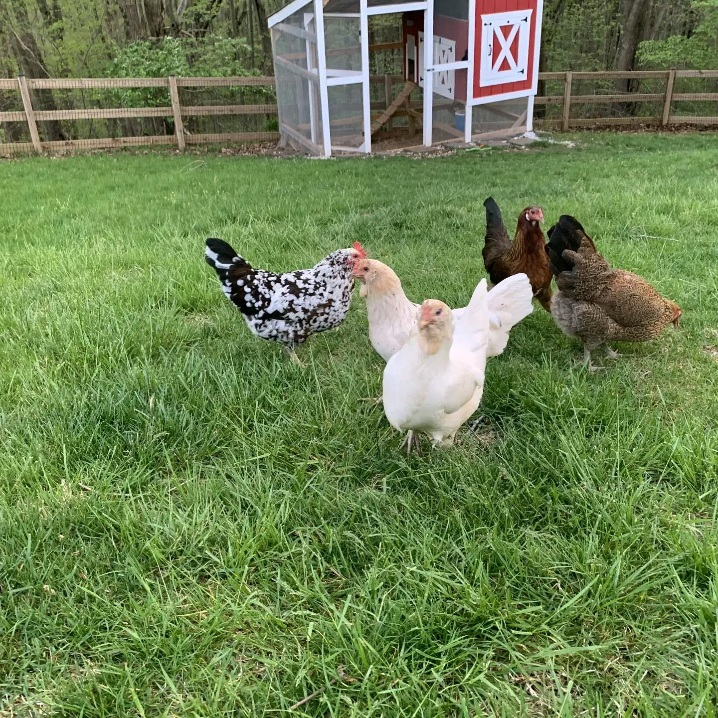 Our chickens